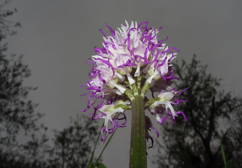 Orchis simia